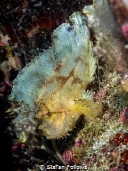 Same same ...

Leaf Scorpionfish - Taenianotus triacant... by Stefan Follows 